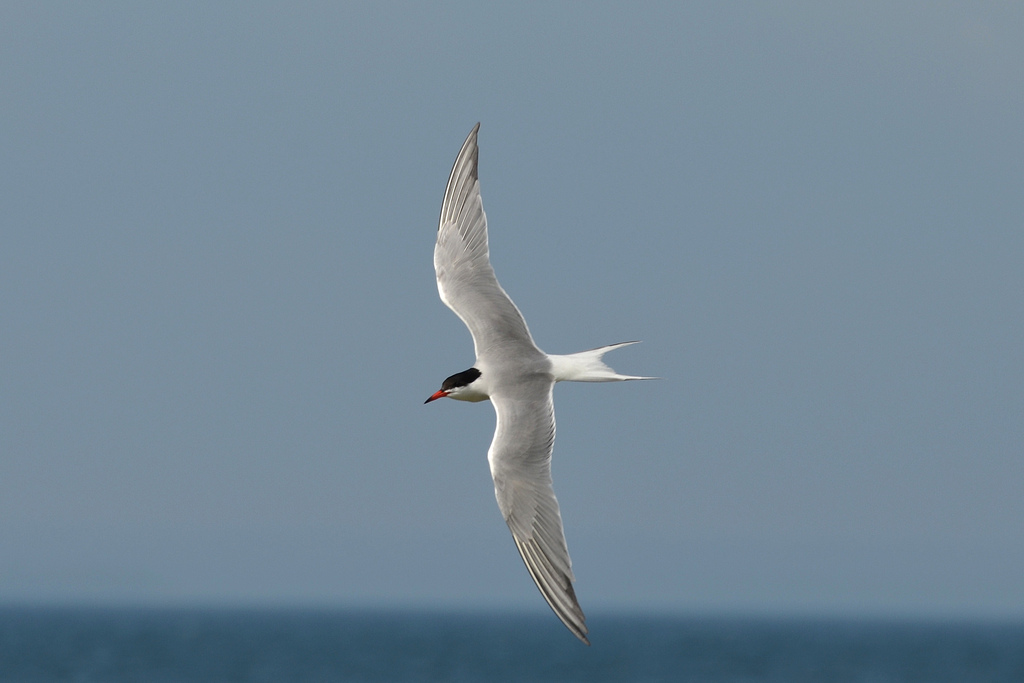 Turn of the tern