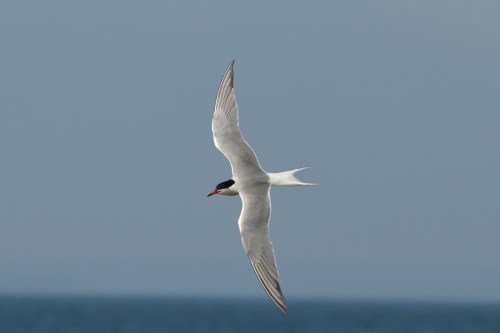 Turn of the tern