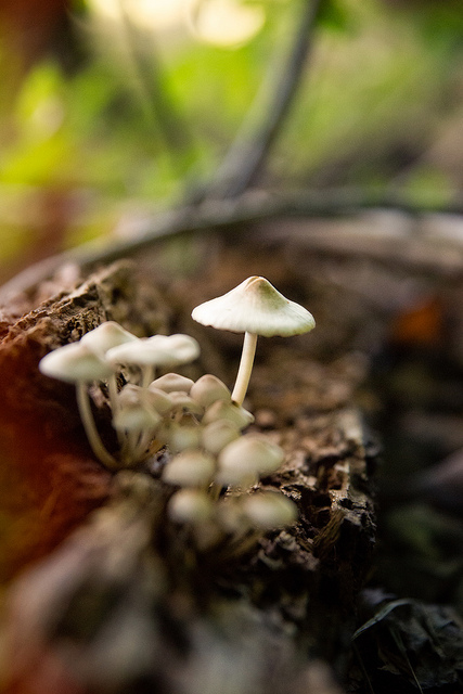 Explore colors of fall - wild mushroom