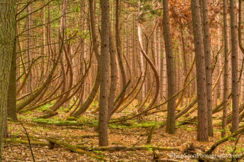 Bent tree forest ... II