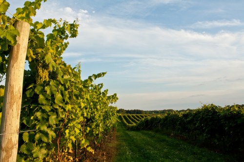 vineyard path