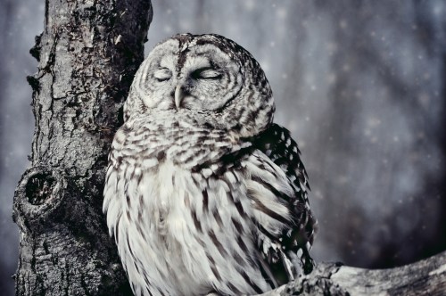 I'm Dreaming Of A White Christmas!