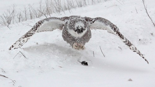 Snowy Owl 1