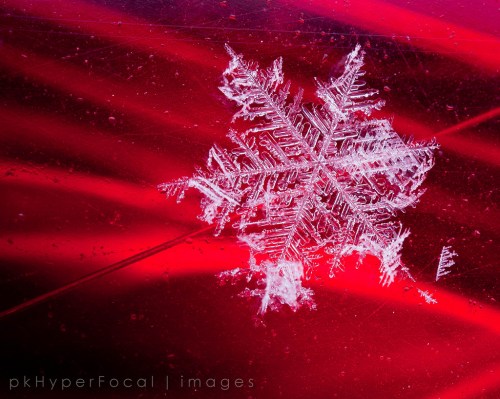 The Beauty of My Nemesis