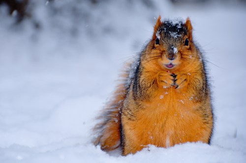 National Squirrel Appreciation Day