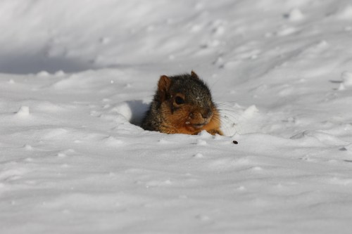 Squirrels and other pictures at the University of Michigan on an awful cold wintry day (January 6, 2014)