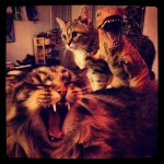 Polar Vortex Cabin Fever