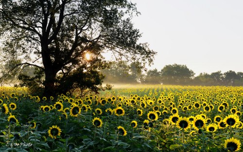 Sunflower in Fog