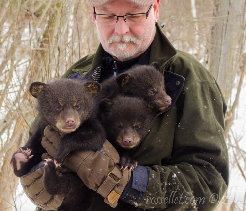 Bear Triplets