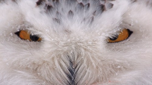 Snowy Owl