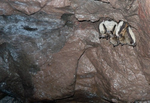 Bats of Copper Country