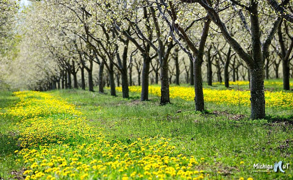 Dandelions and Cherry Trees by Michigan Nut Photography
