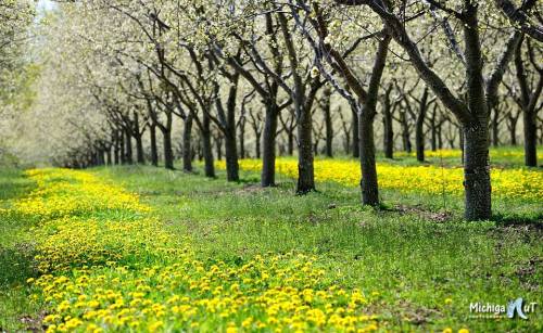 Dandelions and Cherry Trees by Michigan Nut Photography