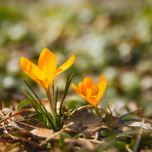 First Flowers of Spring