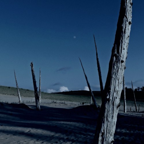 Inside the Ghost Forest