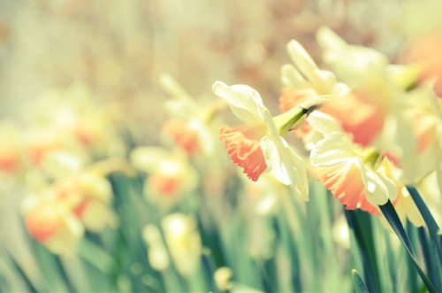 Pink Daffodils by Alissa Holland