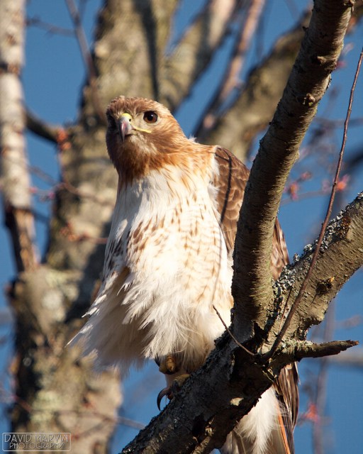 Red Tailed Hawk