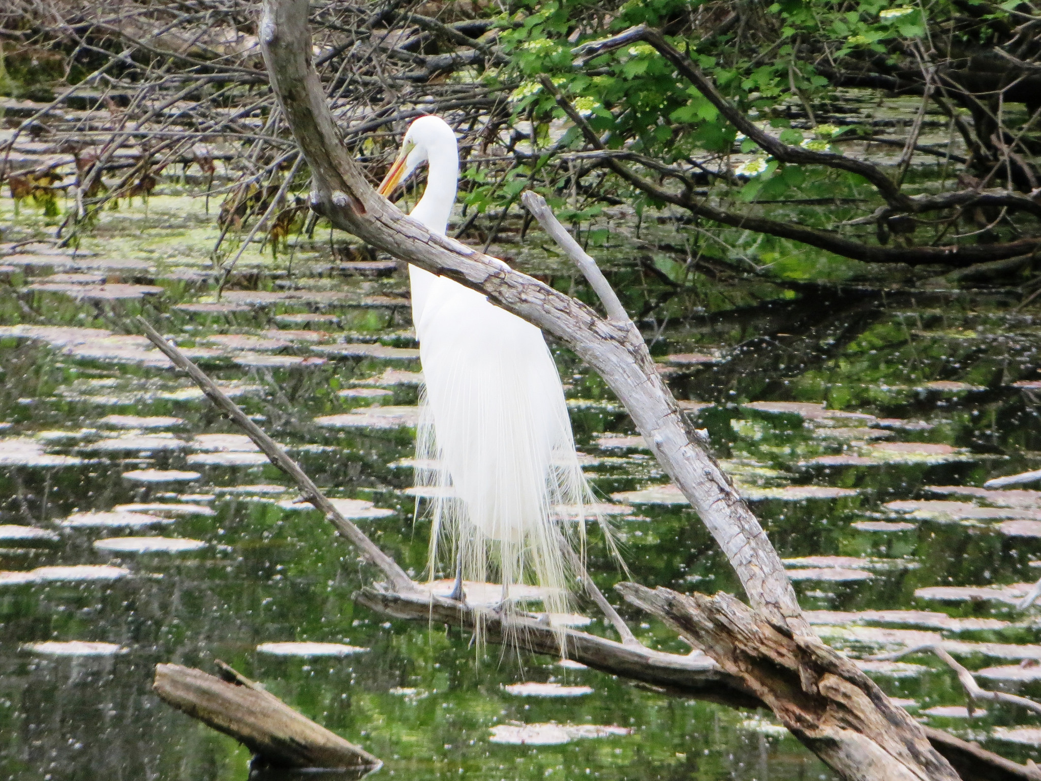 Spring Arrival Egret