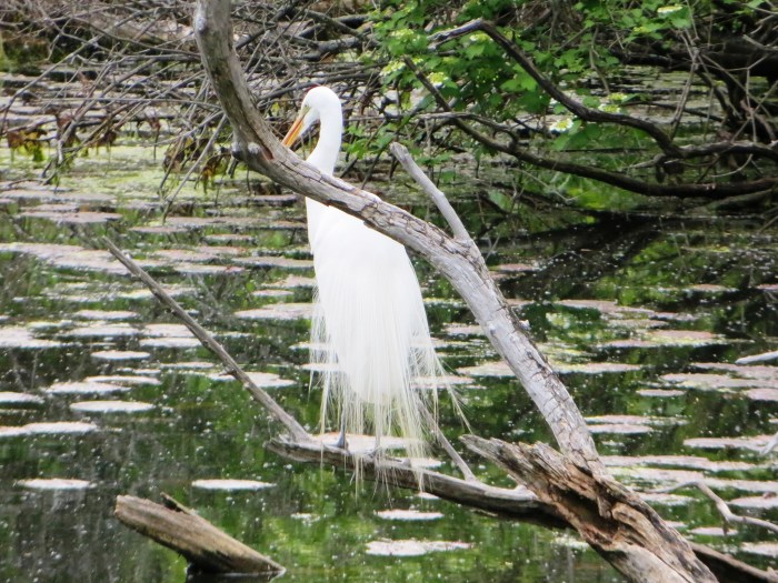 Spring Arrival Egret