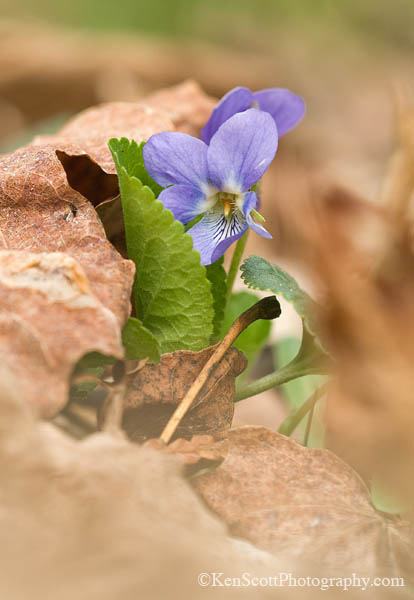 Spring Speak ... violet