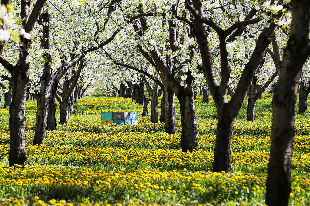Bees and Blossoms by 45th parallel exposure