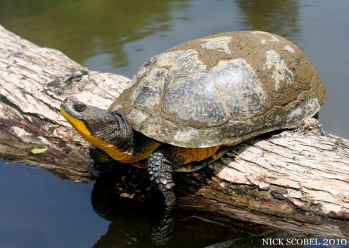 Blanding's Turtle