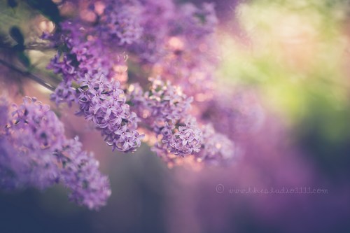 Lilacs in Spring