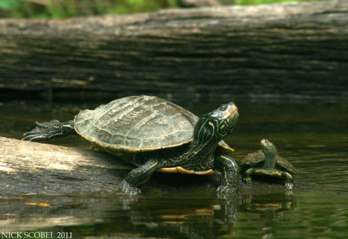 Northern Map Turtles