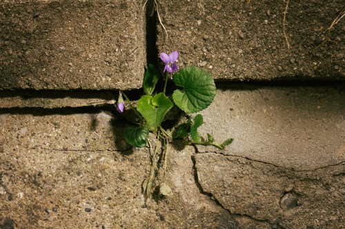 Roses are red, violets are tough