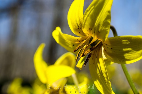 Trout lily (3 of 3)