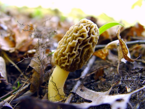 The White Morels are just starting. Taken in the City Limits of Boyne City, Michigan, along with some others I might add.