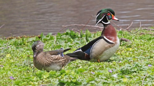 Wood Duck