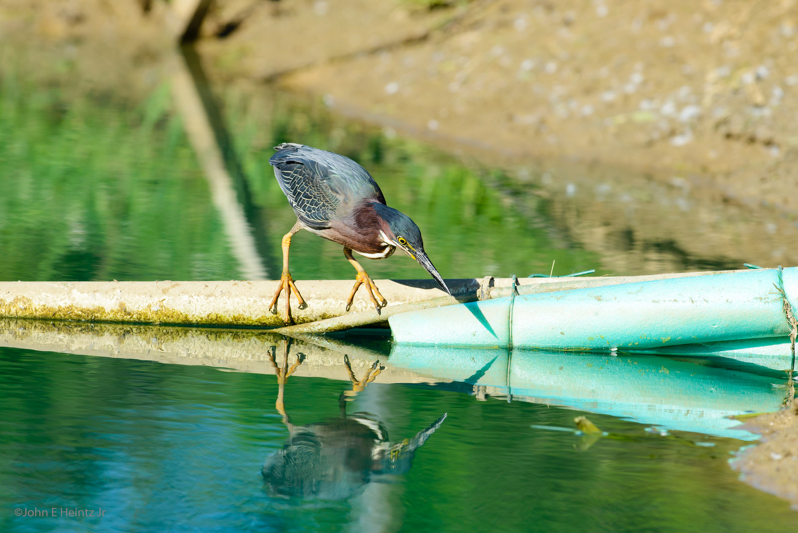 Green Heron and Frog by John Heintz