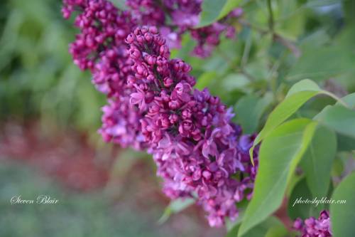Lilacs on Mackinac Island