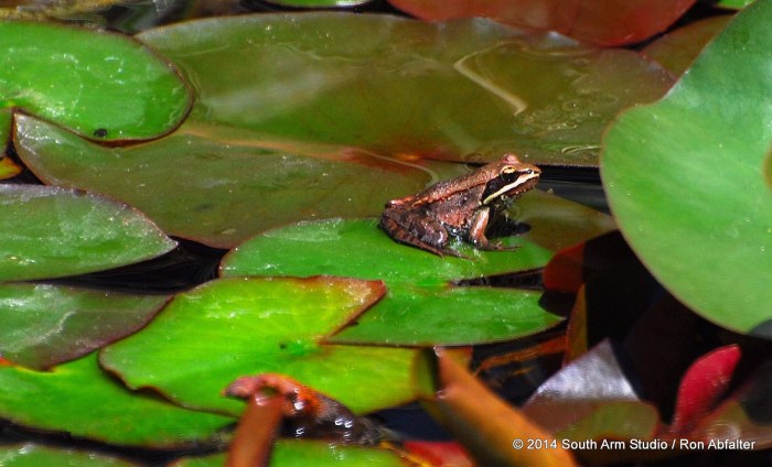 Michigan Wood Frog