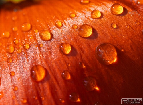 Spring Showers on Spring Flowers