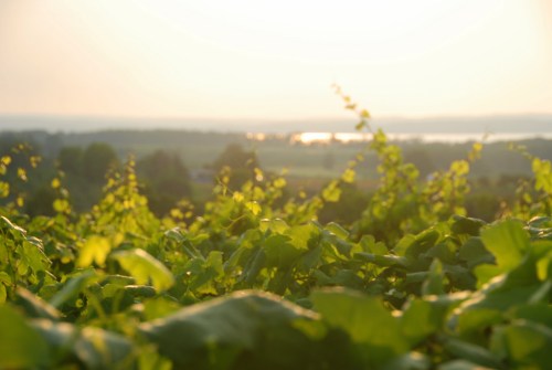 Old Mission Peninsula