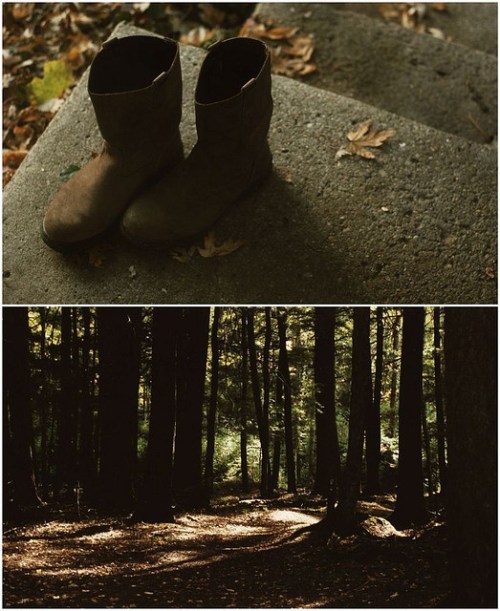 Hartwick Pines by Jenny Murray