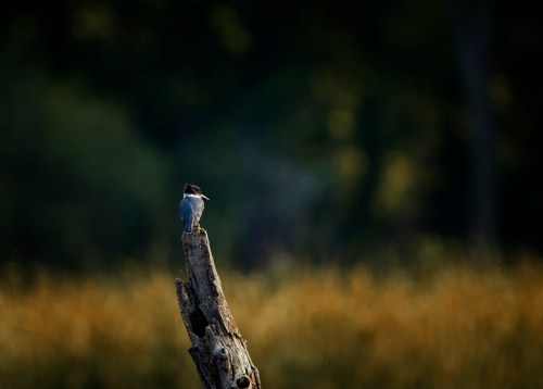 watercolor by paulh192 (kingfisher)