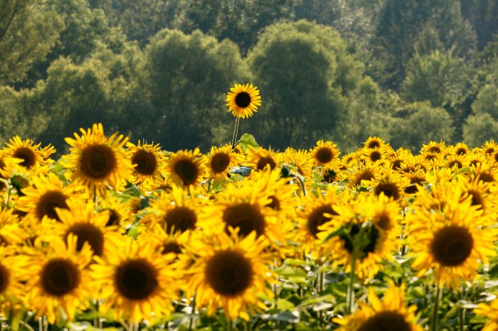 There's one in every crowd