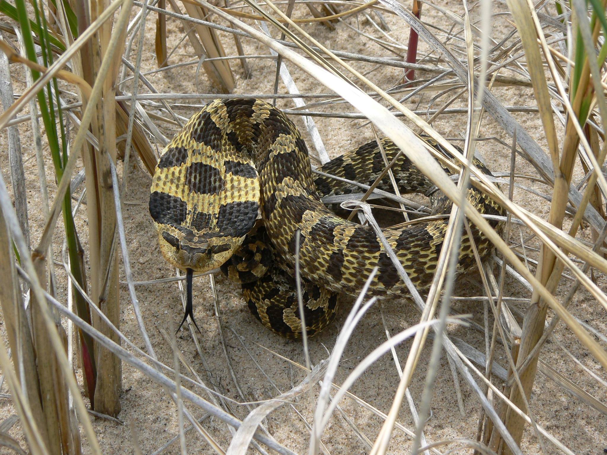 Eastern Hognose Snake