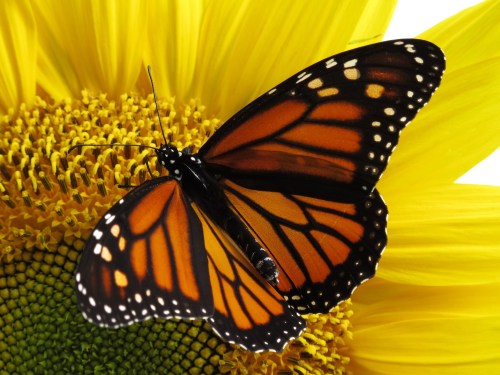 IMG_3378 (3) Monarch on sunflower