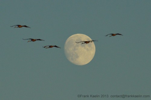 sandhill moon