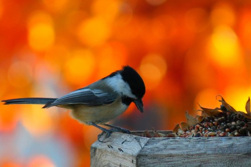 Fall Chickadee
