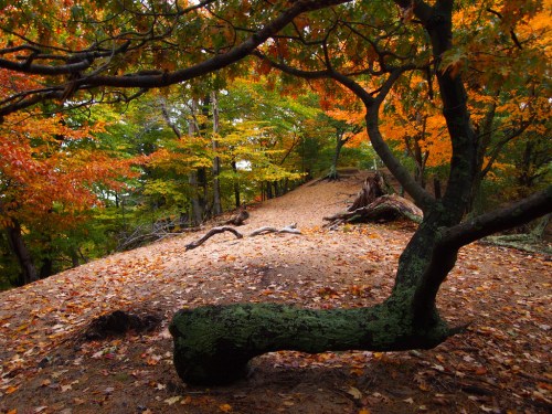 Ludington State Park Ridge Trail
