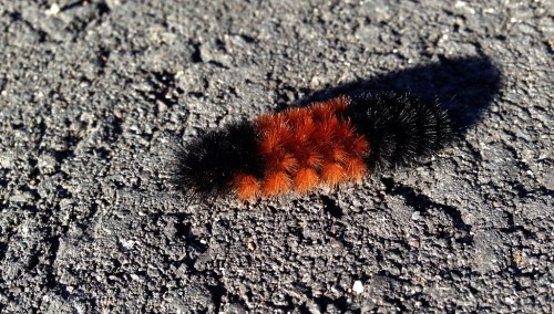 Hmmm...thick or thin? And what does it mean anyways?