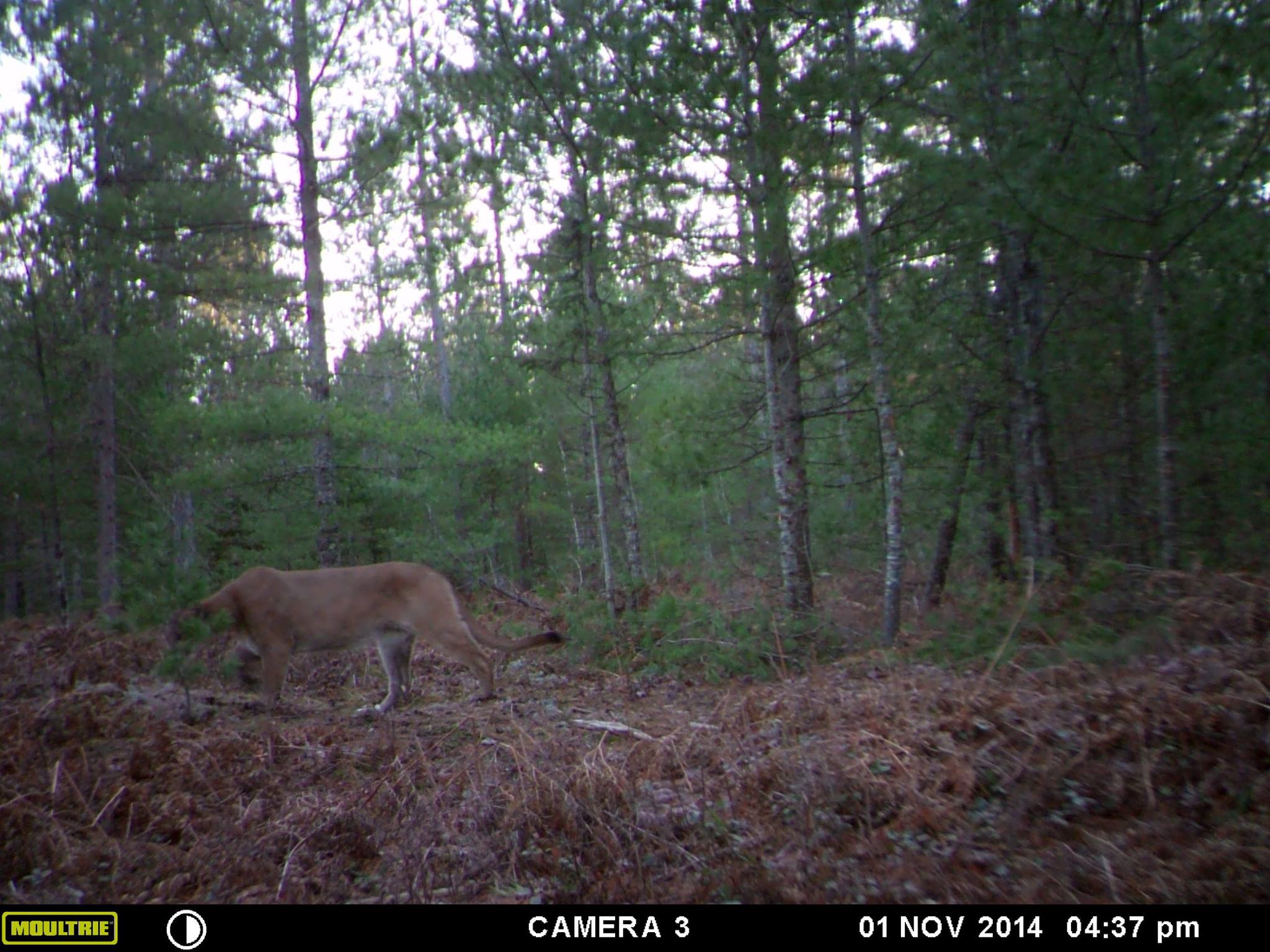 Cougar Cam