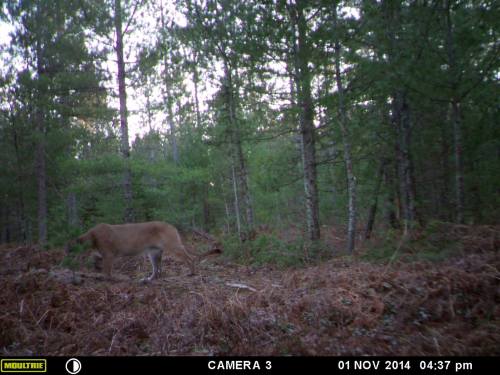 Cougar Cam