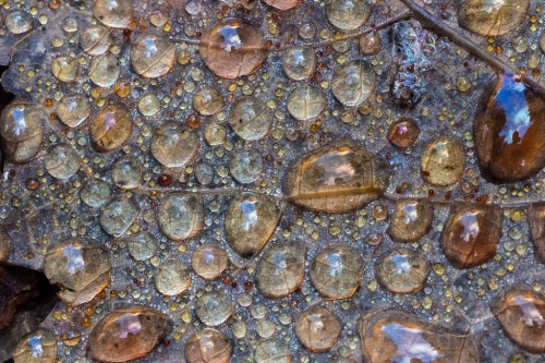 Portraits Of The Artist As An Awestruck, Foul-Mouthed, Middle-Aged Child