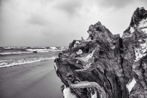 Driftwood with great detail on the Lake Michigan shore in Grand Haven.